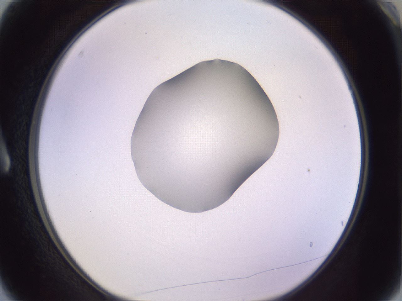 folderID425_plateID1425_batchID5199_wellNum3_profileID1_d1_r87668_ef.jpg