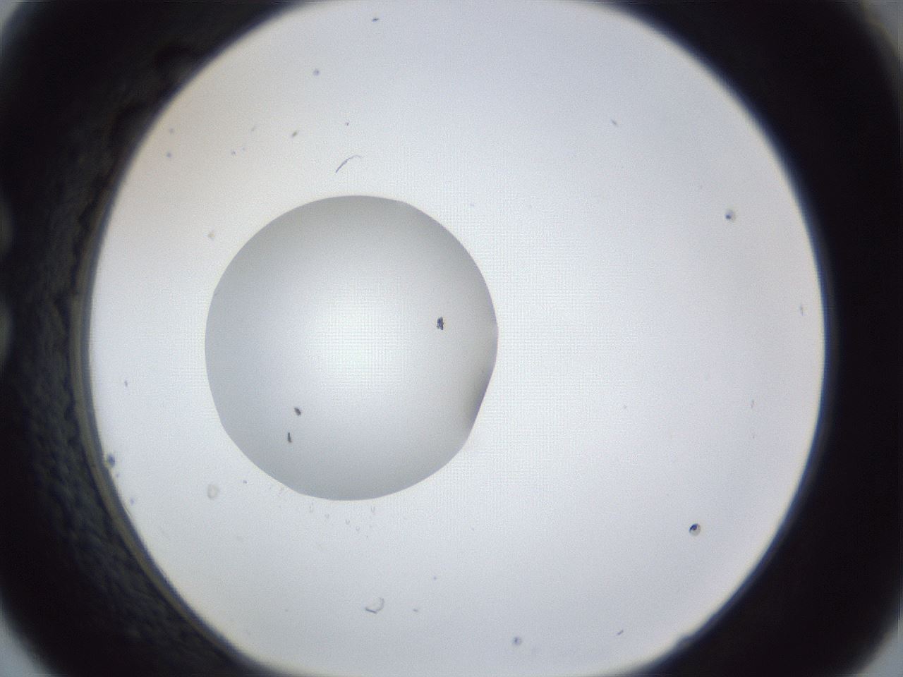 folderID43_plateID1043_batchID2100_wellNum30_profileID1_d1_r46210_ef.jpg