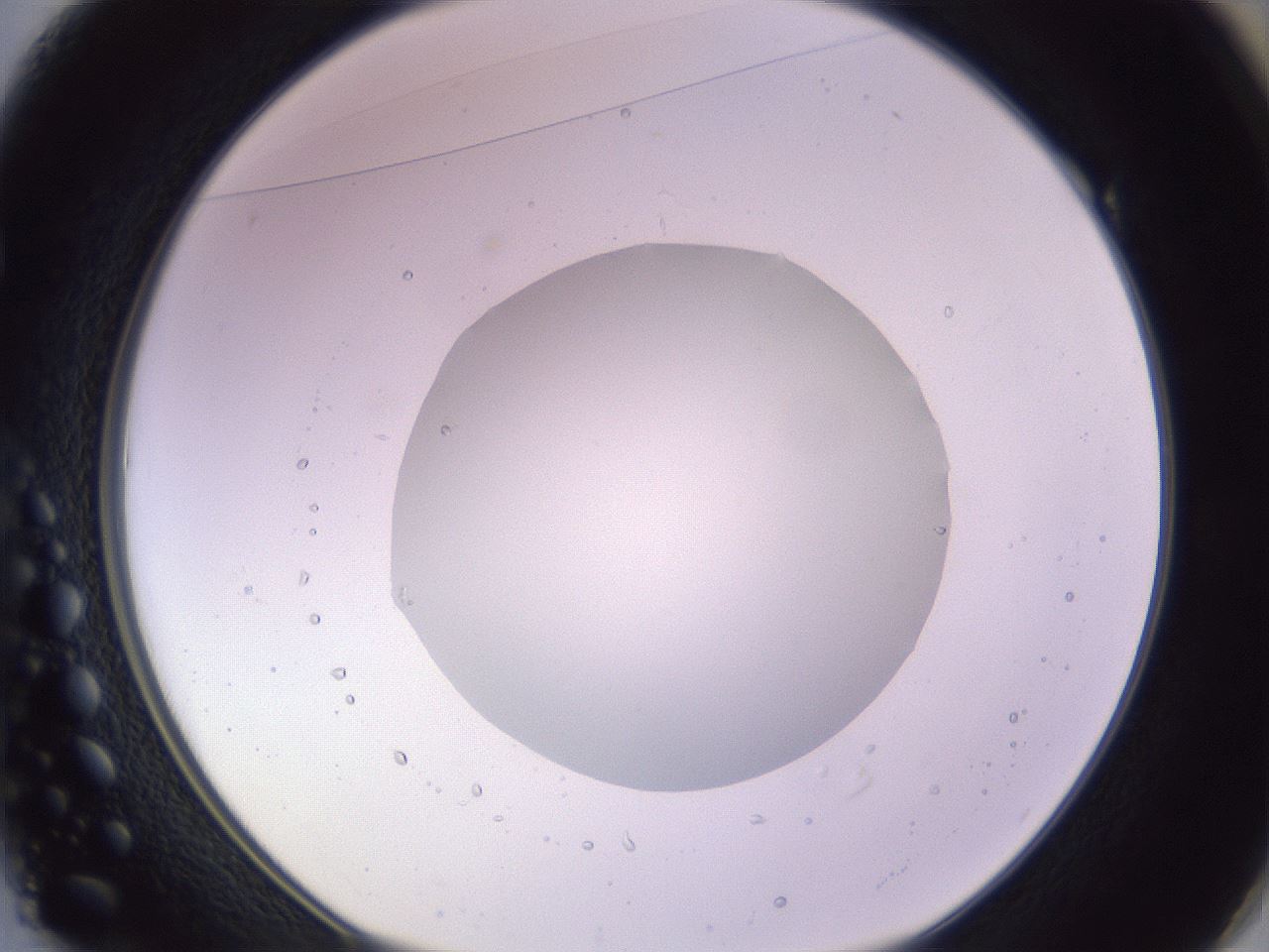folderID425_plateID1425_batchID5199_wellNum49_profileID1_d1_r87714_ef.jpg