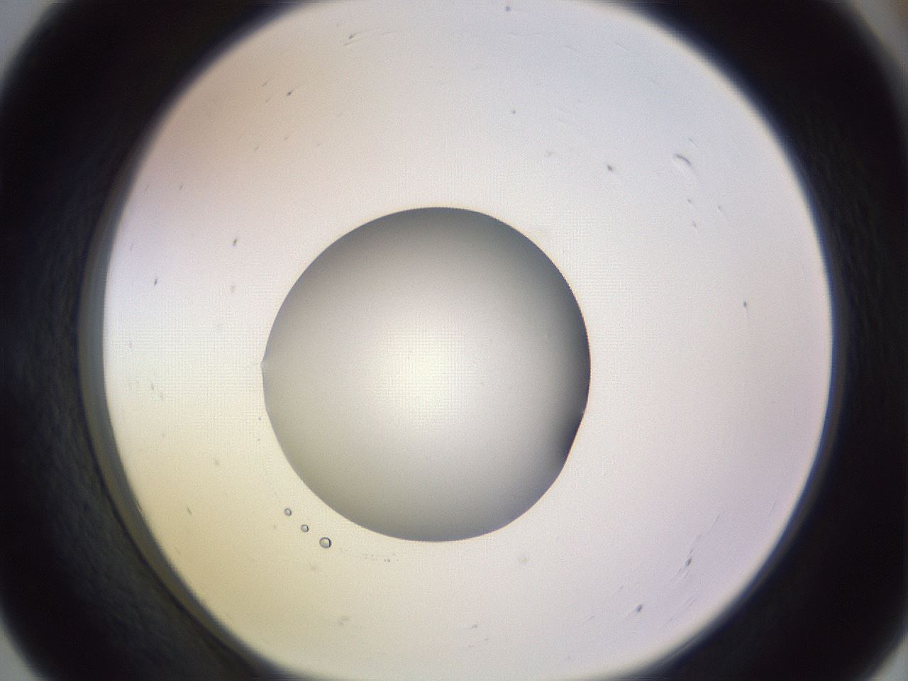 folderID425_plateID1425_batchID5199_wellNum55_profileID1_d1_r87720_ef.jpg