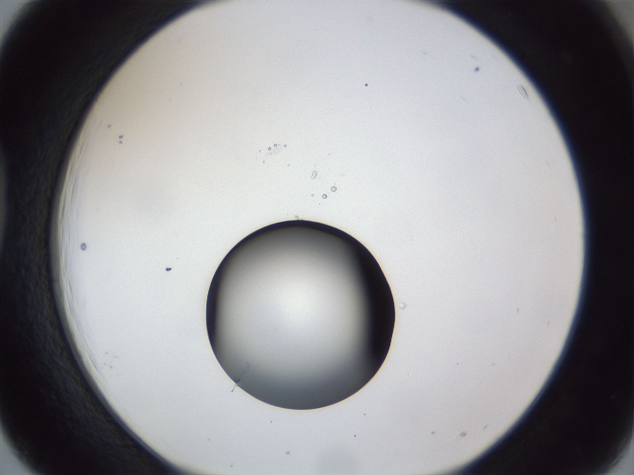 folderID43_plateID1043_batchID2100_wellNum39_profileID1_d1_r46228_ef.jpg
