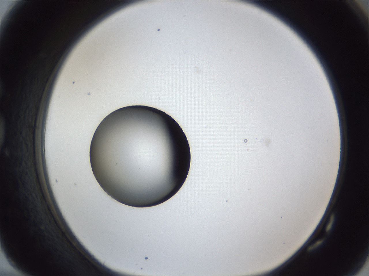 folderID43_plateID1043_batchID2100_wellNum82_profileID1_d1_r46314_ef.jpg