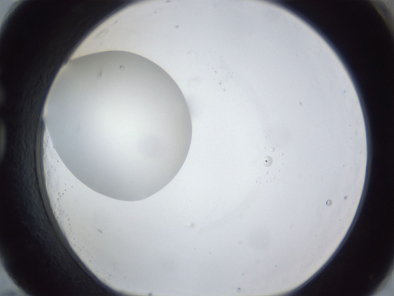 folderID43_plateID1043_batchID2100_wellNum83_profileID1_d1_r46316_ef.jpg