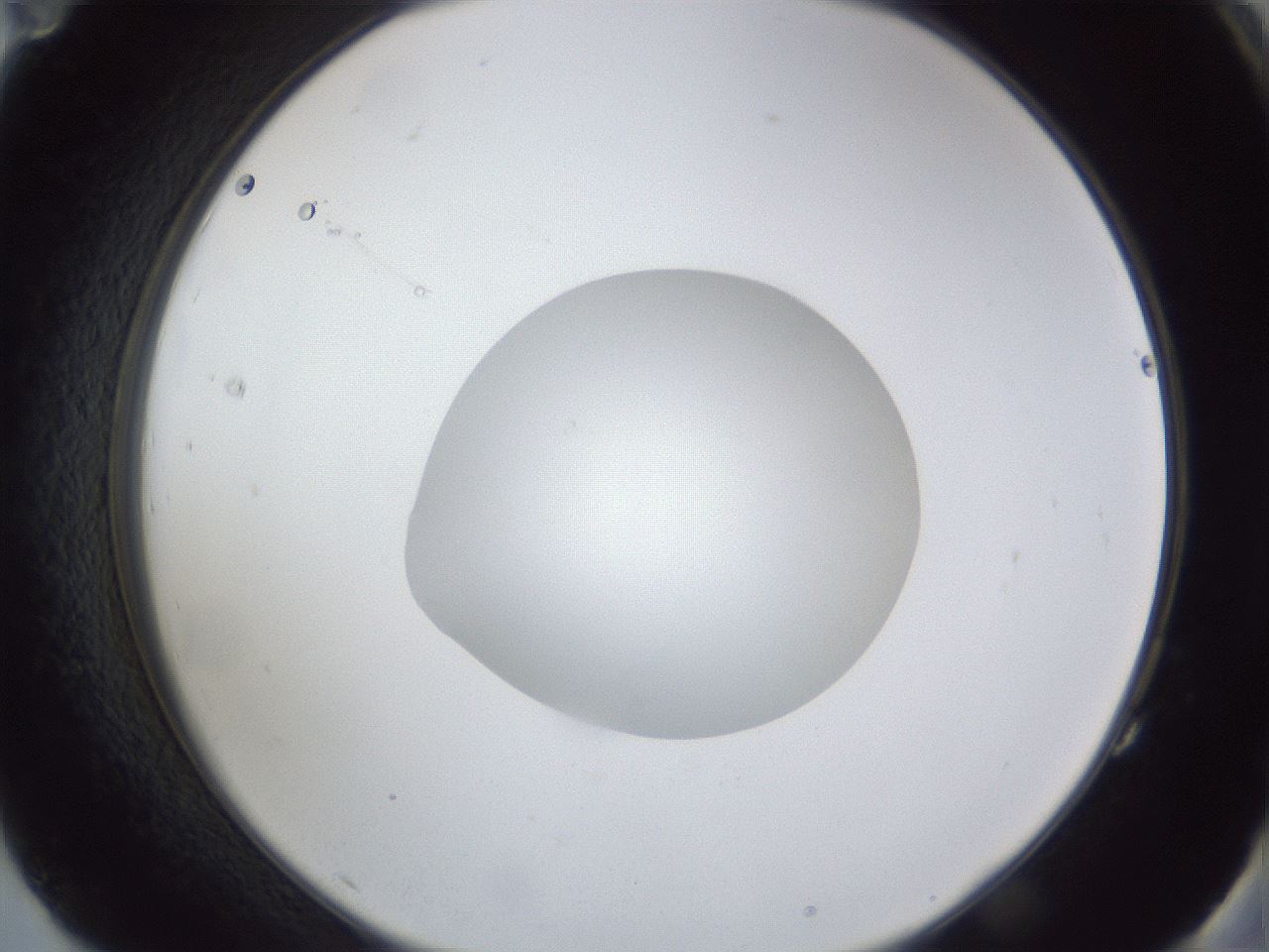 folderID43_plateID1043_batchID2100_wellNum83_profileID1_d2_r46317_ef.jpg