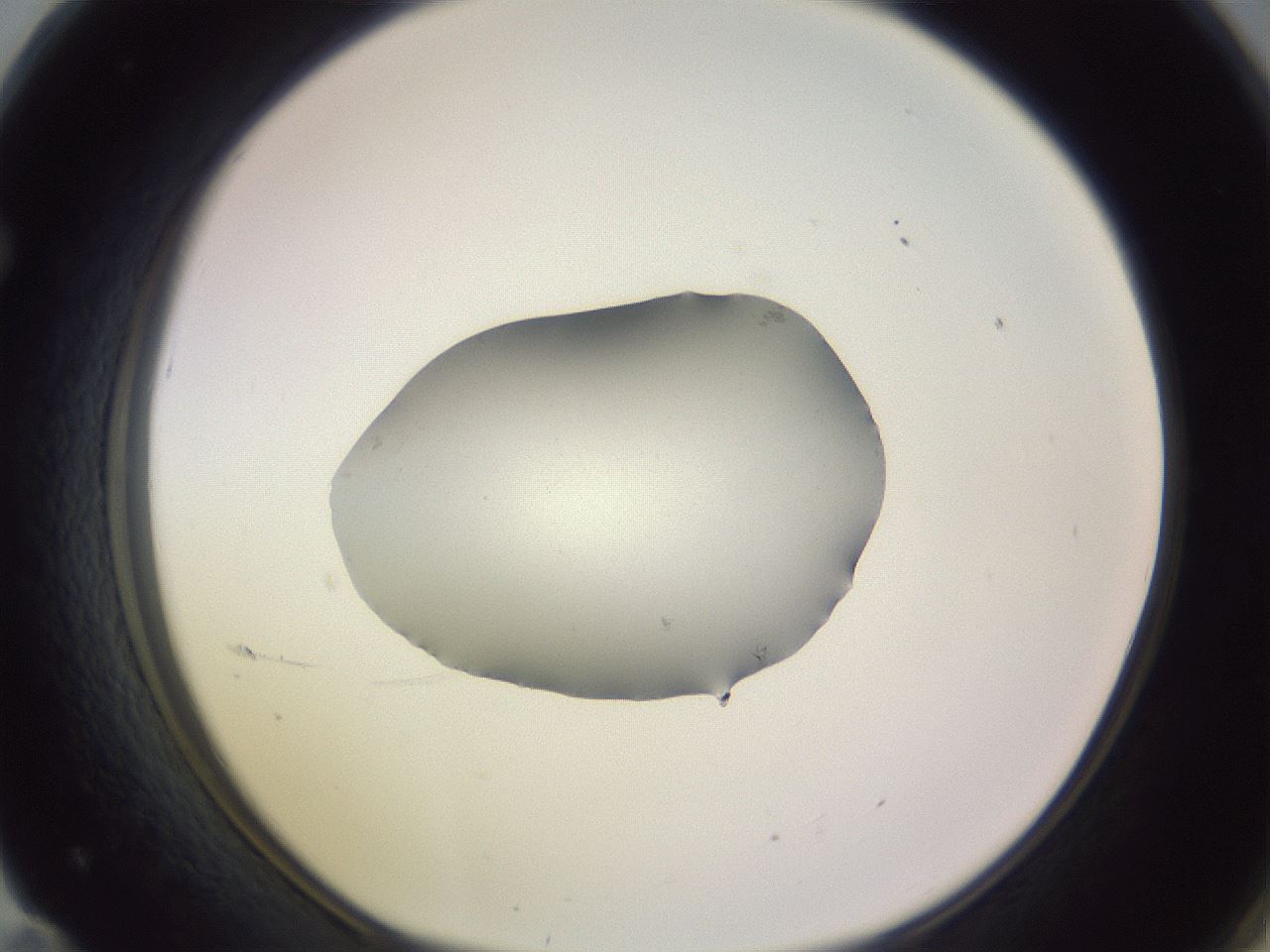 folderID425_plateID1425_batchID5199_wellNum71_profileID1_d1_r87736_ef.jpg