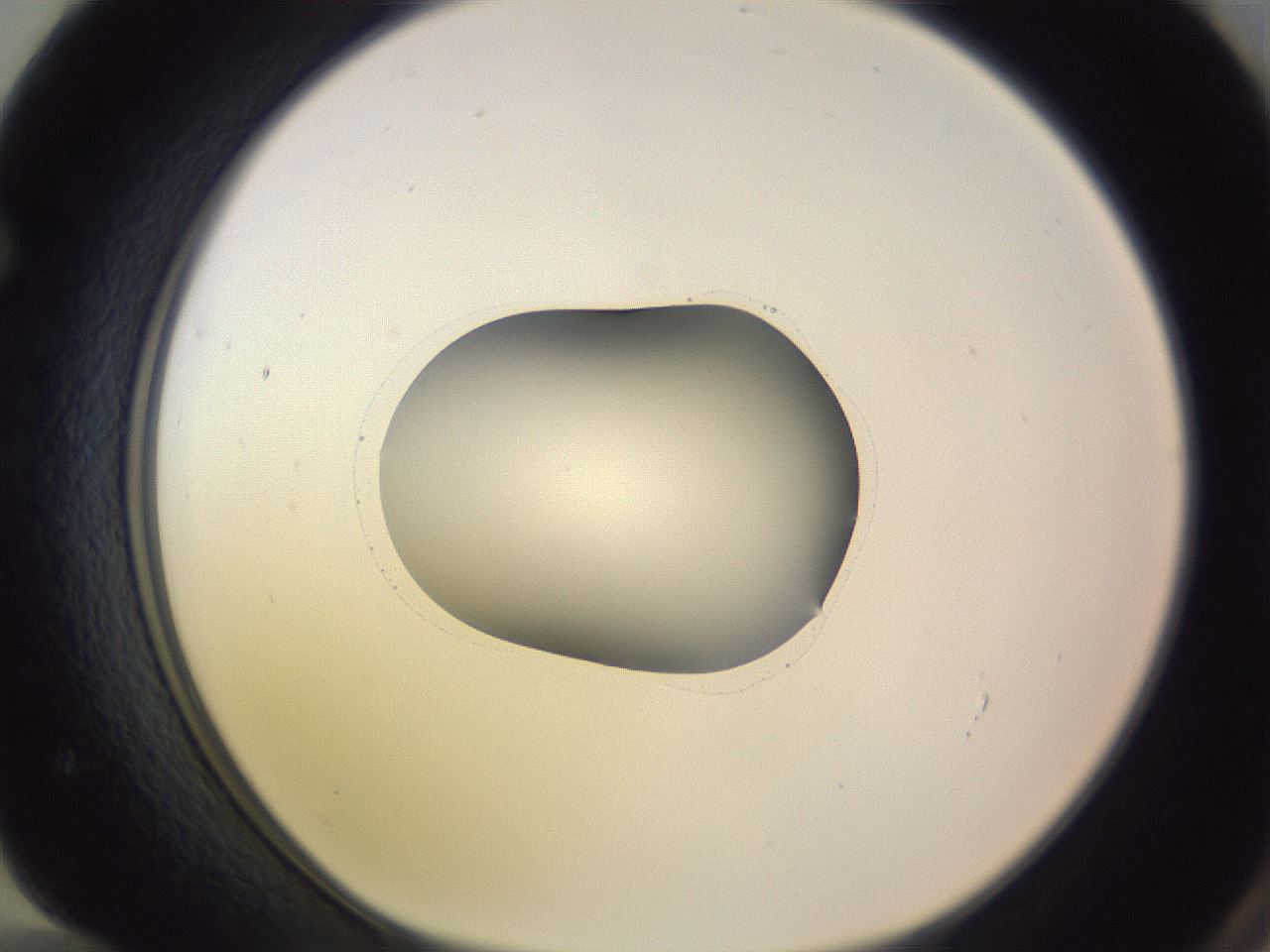 folderID425_plateID1425_batchID5199_wellNum72_profileID1_d1_r87737_ef.jpg