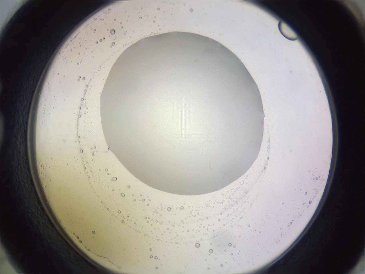 folderID425_plateID1425_batchID5199_wellNum73_profileID1_d1_r87738_ef.jpg