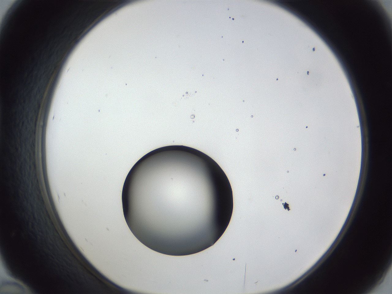 folderID43_plateID1043_batchID2100_wellNum46_profileID1_d1_r46242_ef.jpg