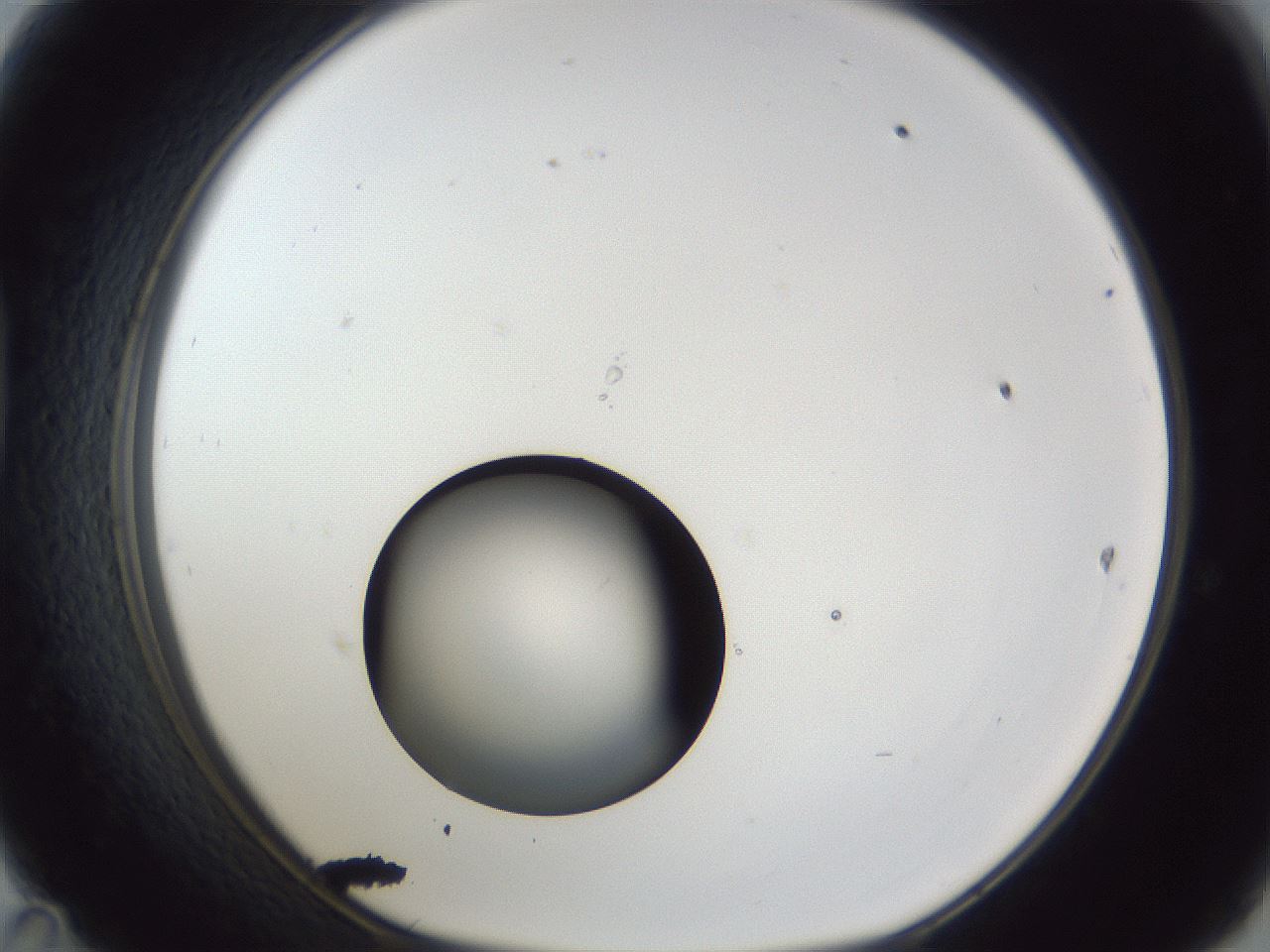 folderID43_plateID1043_batchID2100_wellNum47_profileID1_d1_r46244_ef.jpg
