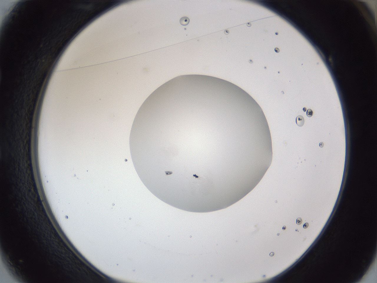 folderID43_plateID1043_batchID2100_wellNum49_profileID1_d1_r46248_ef.jpg