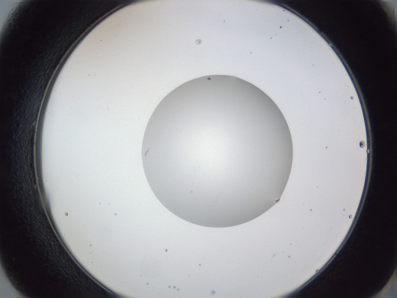 folderID43_plateID1043_batchID2100_wellNum49_profileID1_d2_r46249_ef.jpg