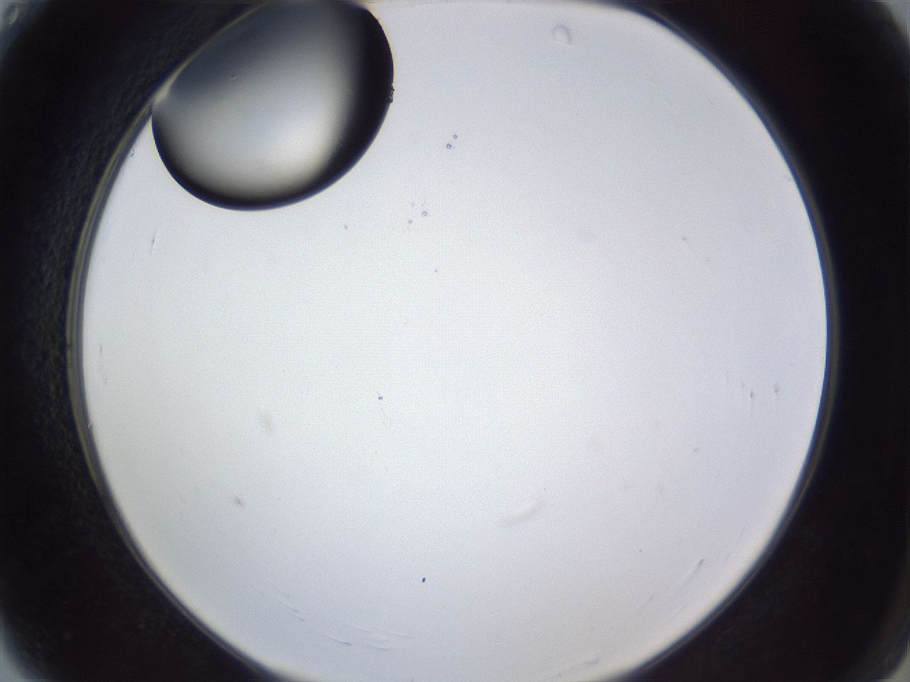 folderID43_plateID1043_batchID2100_wellNum4_profileID1_d2_r46159_ef.jpg