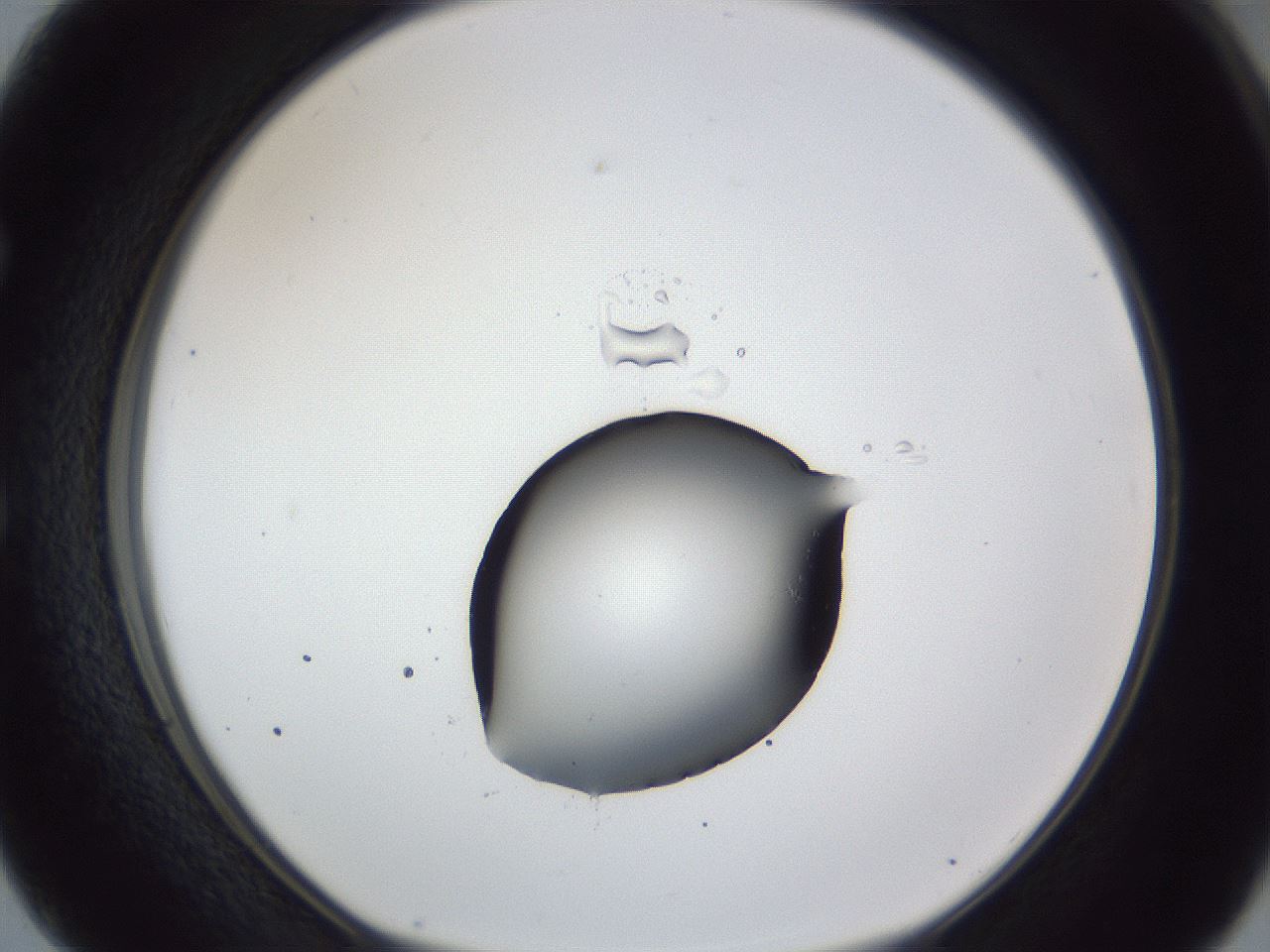 folderID43_plateID1043_batchID2100_wellNum50_profileID1_d1_r46250_ef.jpg