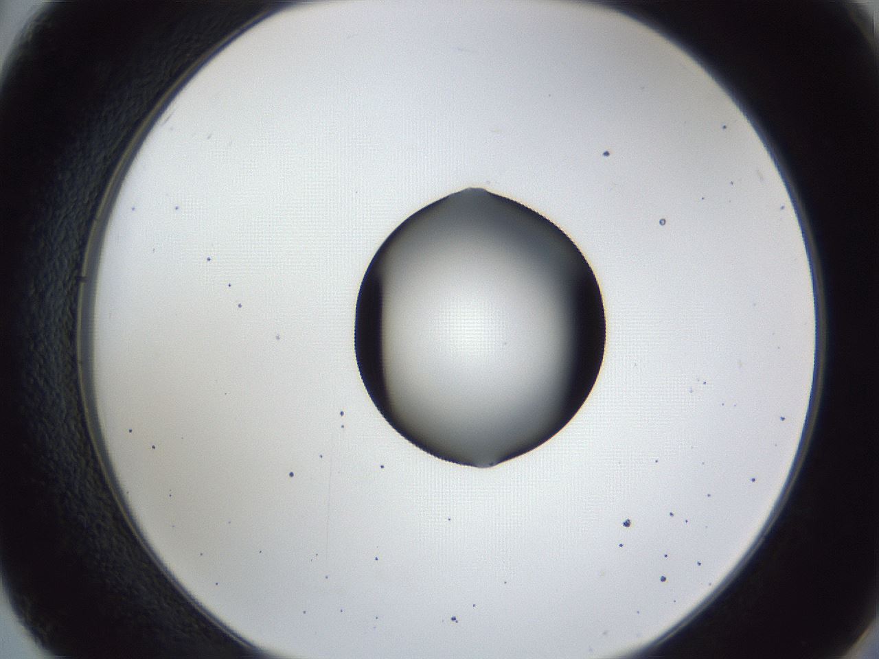 folderID43_plateID1043_batchID2100_wellNum50_profileID1_d2_r46251_ef.jpg