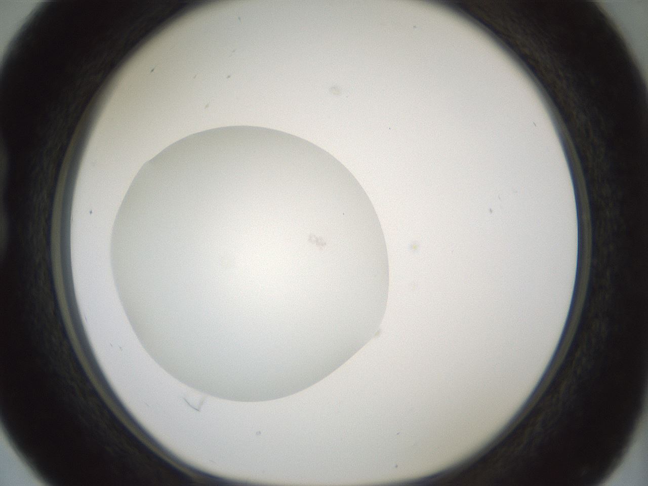 folderID426_plateID1426_batchID5433_wellNum16_profileID1_d1_r88183_ef.jpg