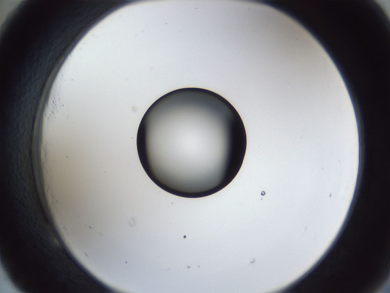 folderID43_plateID1043_batchID2100_wellNum53_profileID1_d2_r46257_ef.jpg
