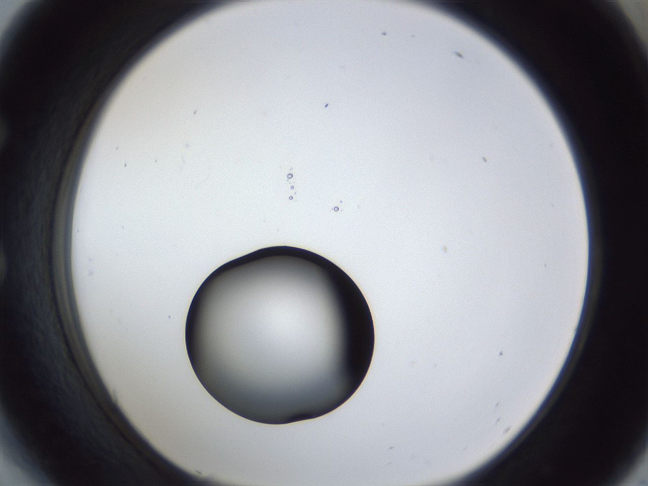 folderID43_plateID1043_batchID2100_wellNum54_profileID1_d1_r46258_ef.jpg
