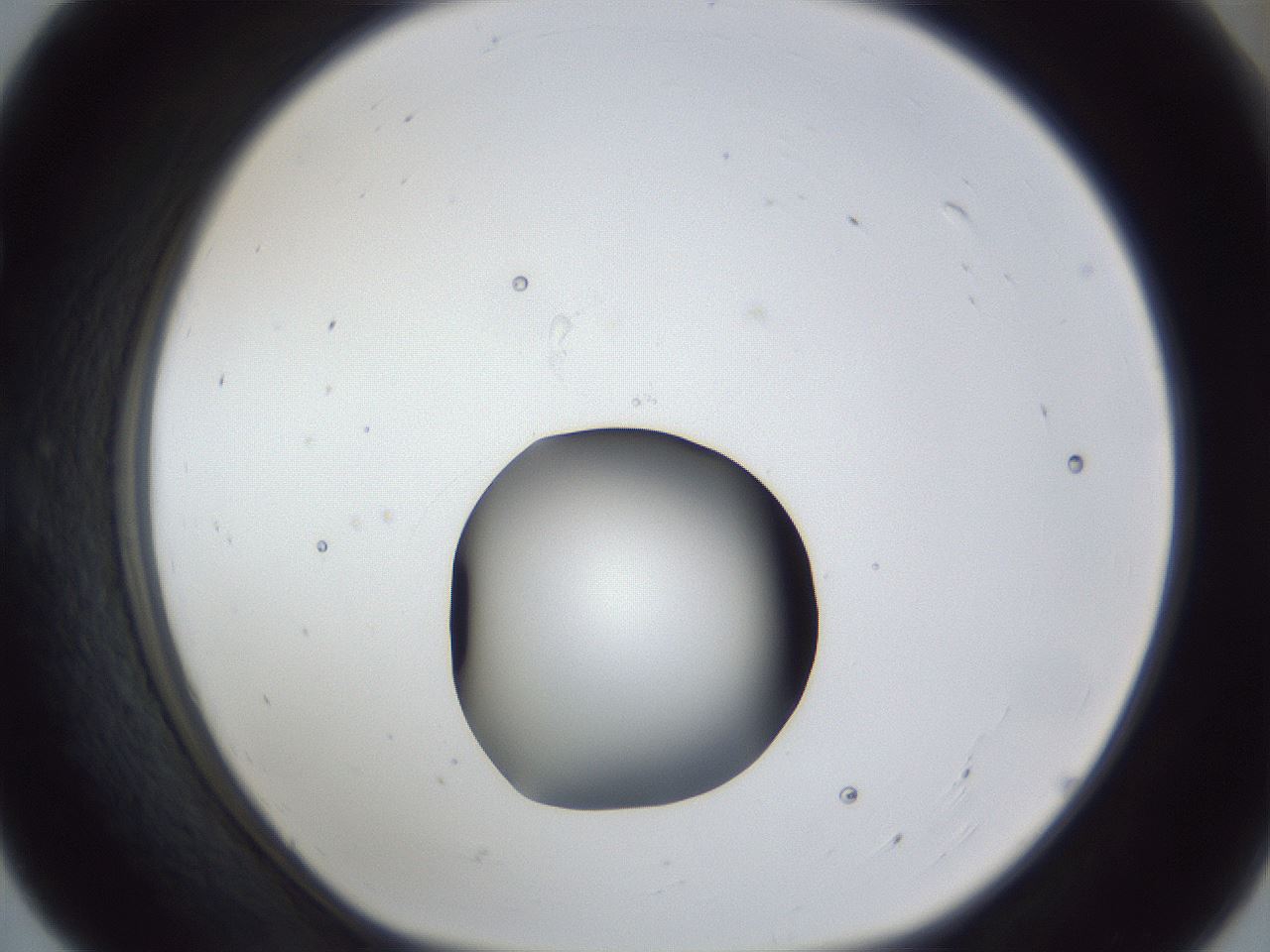 folderID43_plateID1043_batchID2100_wellNum55_profileID1_d1_r46260_ef.jpg