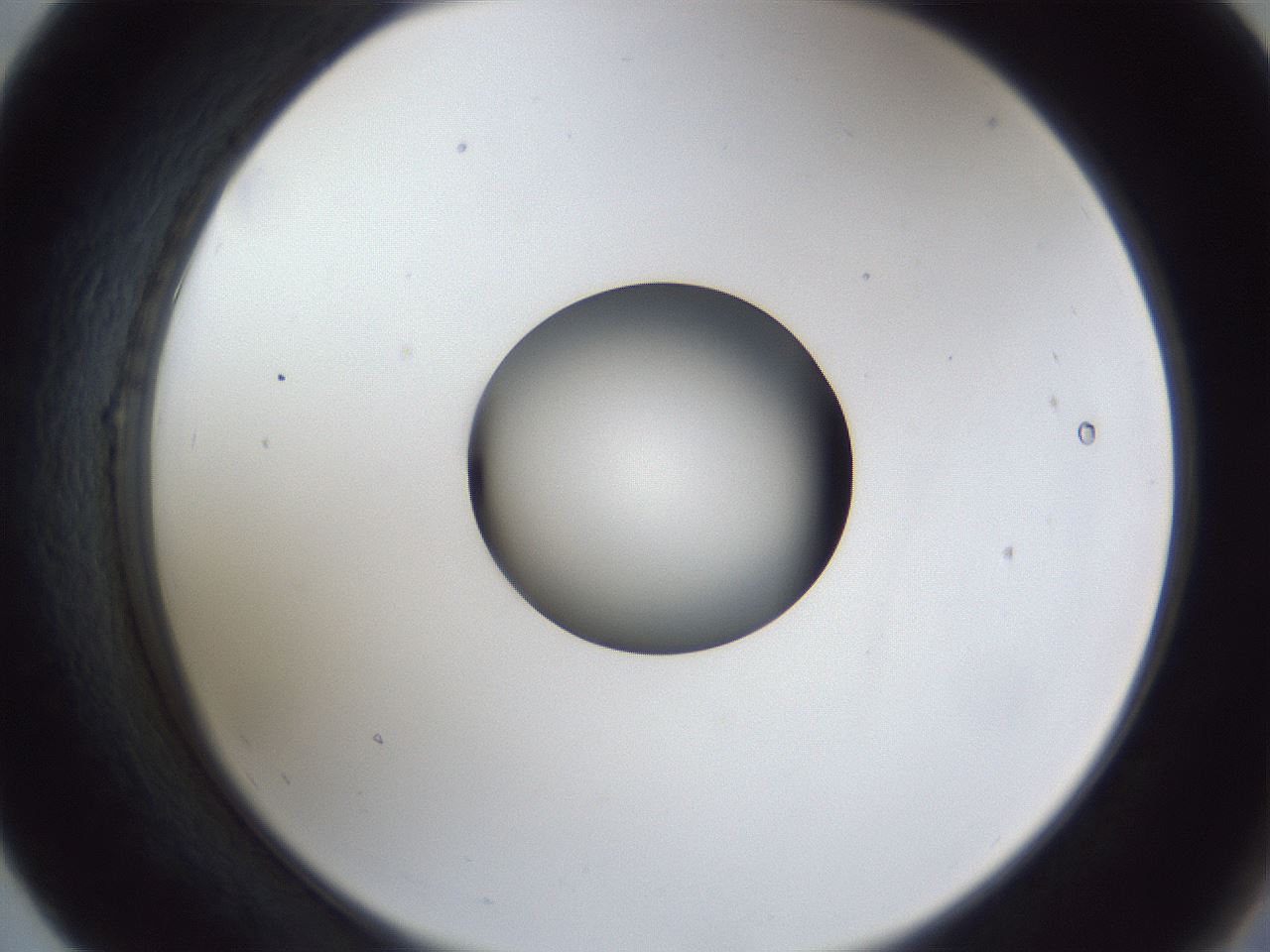 folderID43_plateID1043_batchID2100_wellNum55_profileID1_d2_r46261_ef.jpg