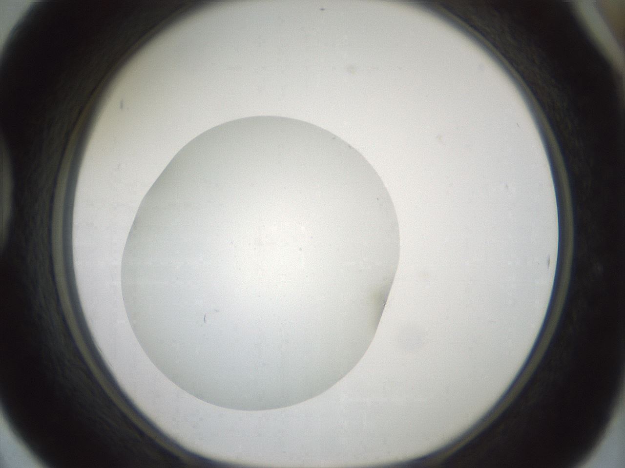 folderID426_plateID1426_batchID5433_wellNum42_profileID1_d1_r88235_ef.jpg