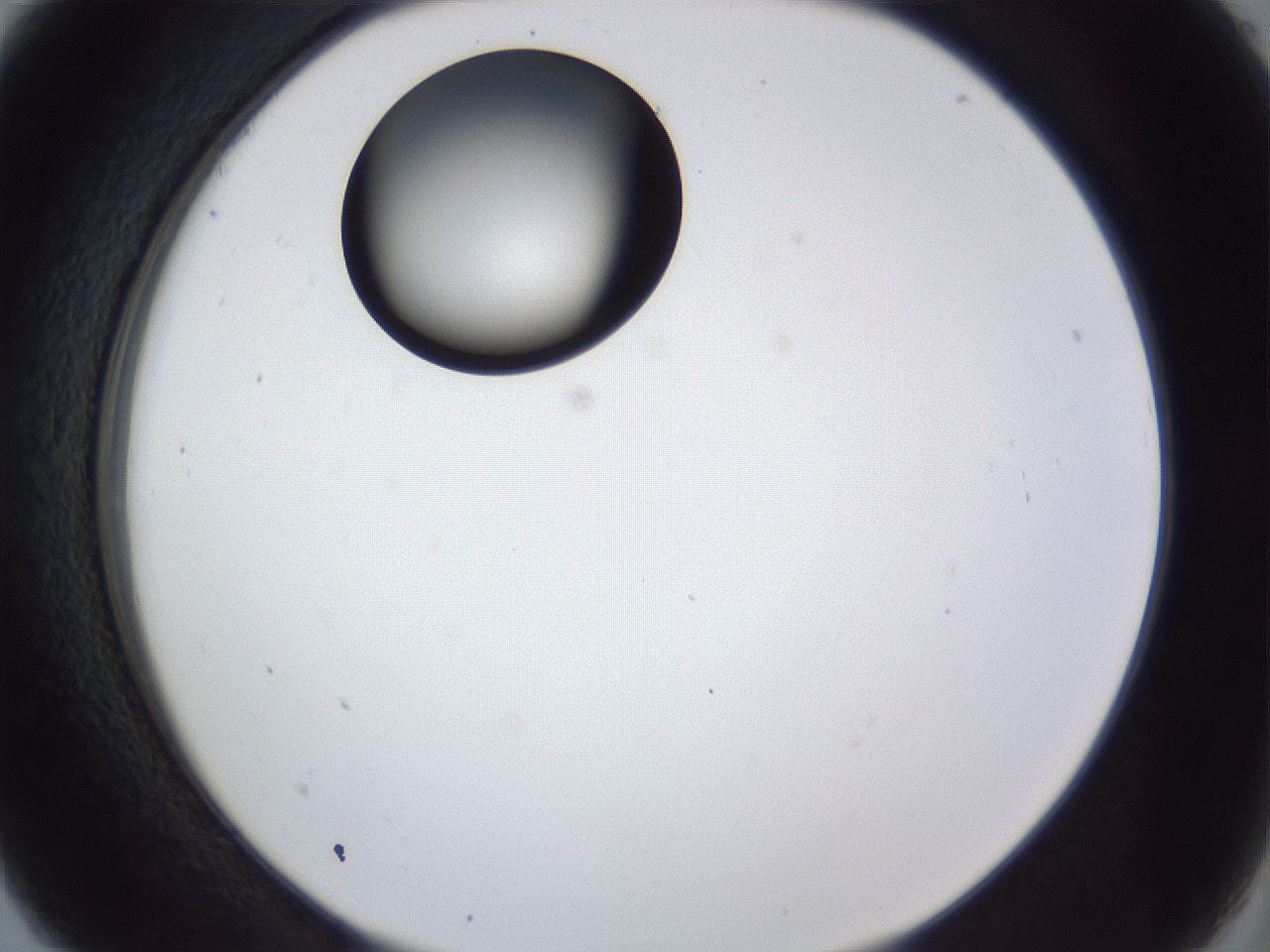 folderID43_plateID1043_batchID2100_wellNum5_profileID1_d2_r46161_ef.jpg