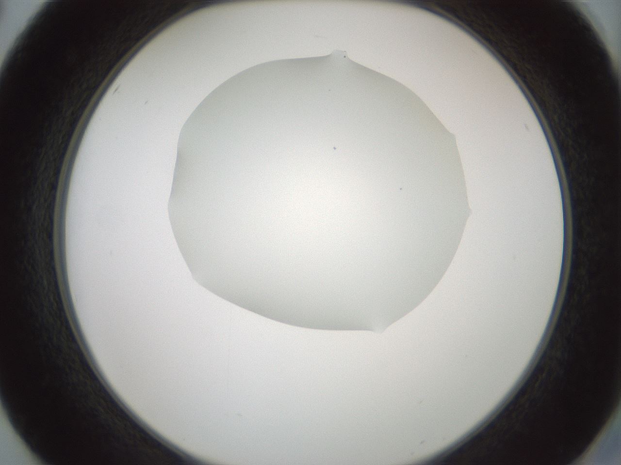 folderID426_plateID1426_batchID5433_wellNum50_profileID1_d2_r88252_ef.jpg