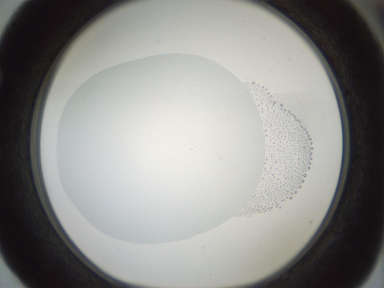 folderID426_plateID1426_batchID5433_wellNum52_profileID1_d1_r88255_ef.jpg