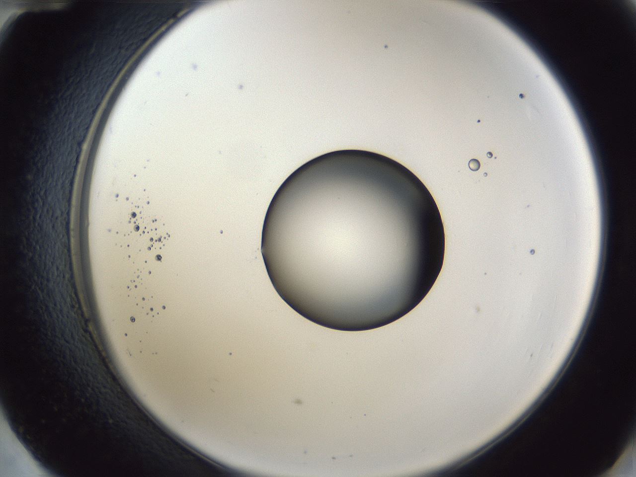 folderID43_plateID1043_batchID2100_wellNum60_profileID1_d2_r46271_ef.jpg