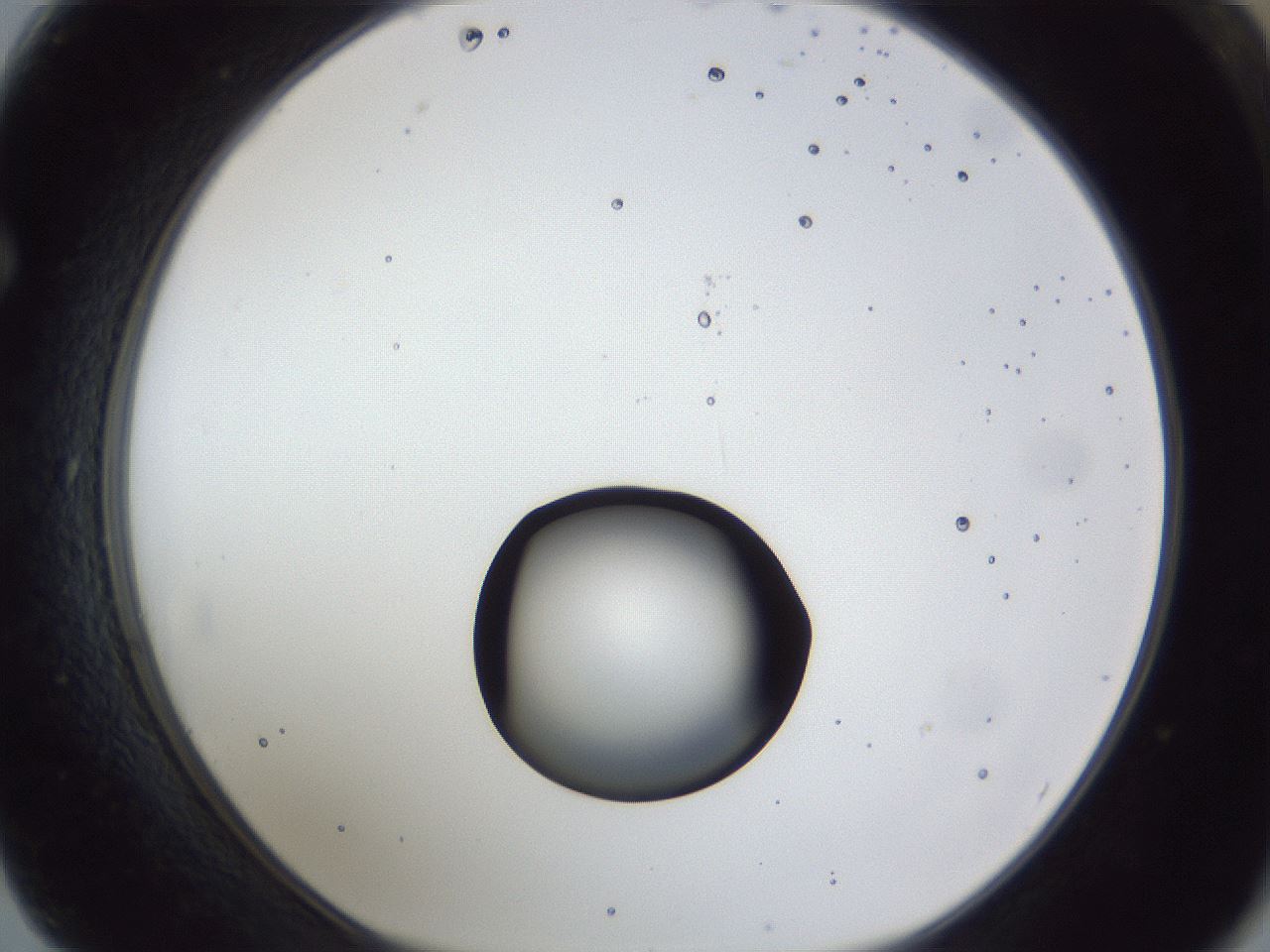 folderID43_plateID1043_batchID2100_wellNum62_profileID1_d1_r46274_ef.jpg