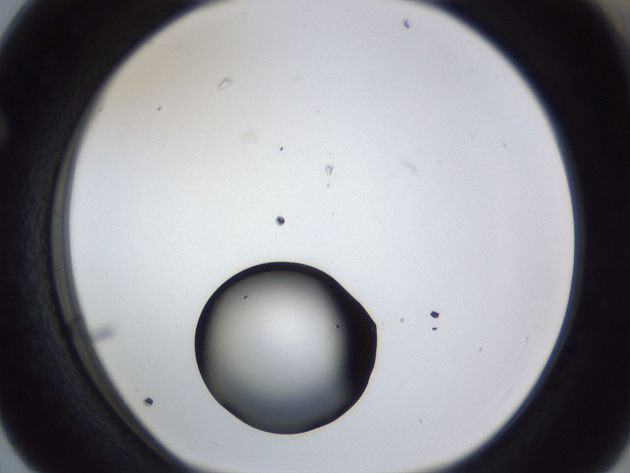 folderID43_plateID1043_batchID2100_wellNum63_profileID1_d1_r46276_ef.jpg