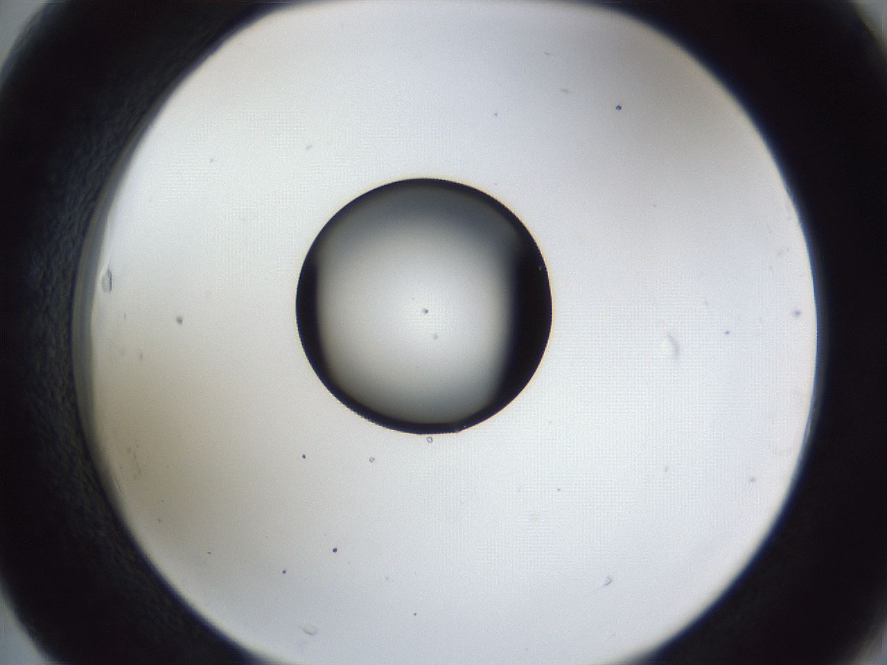 folderID43_plateID1043_batchID2100_wellNum63_profileID1_d2_r46277_ef.jpg