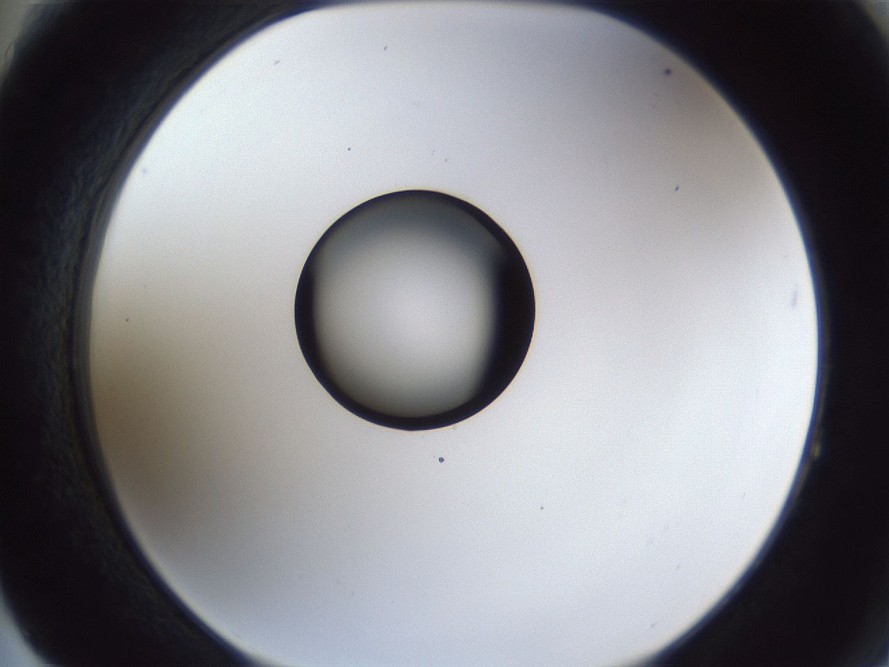 folderID43_plateID1043_batchID2100_wellNum64_profileID1_d2_r46279_ef.jpg