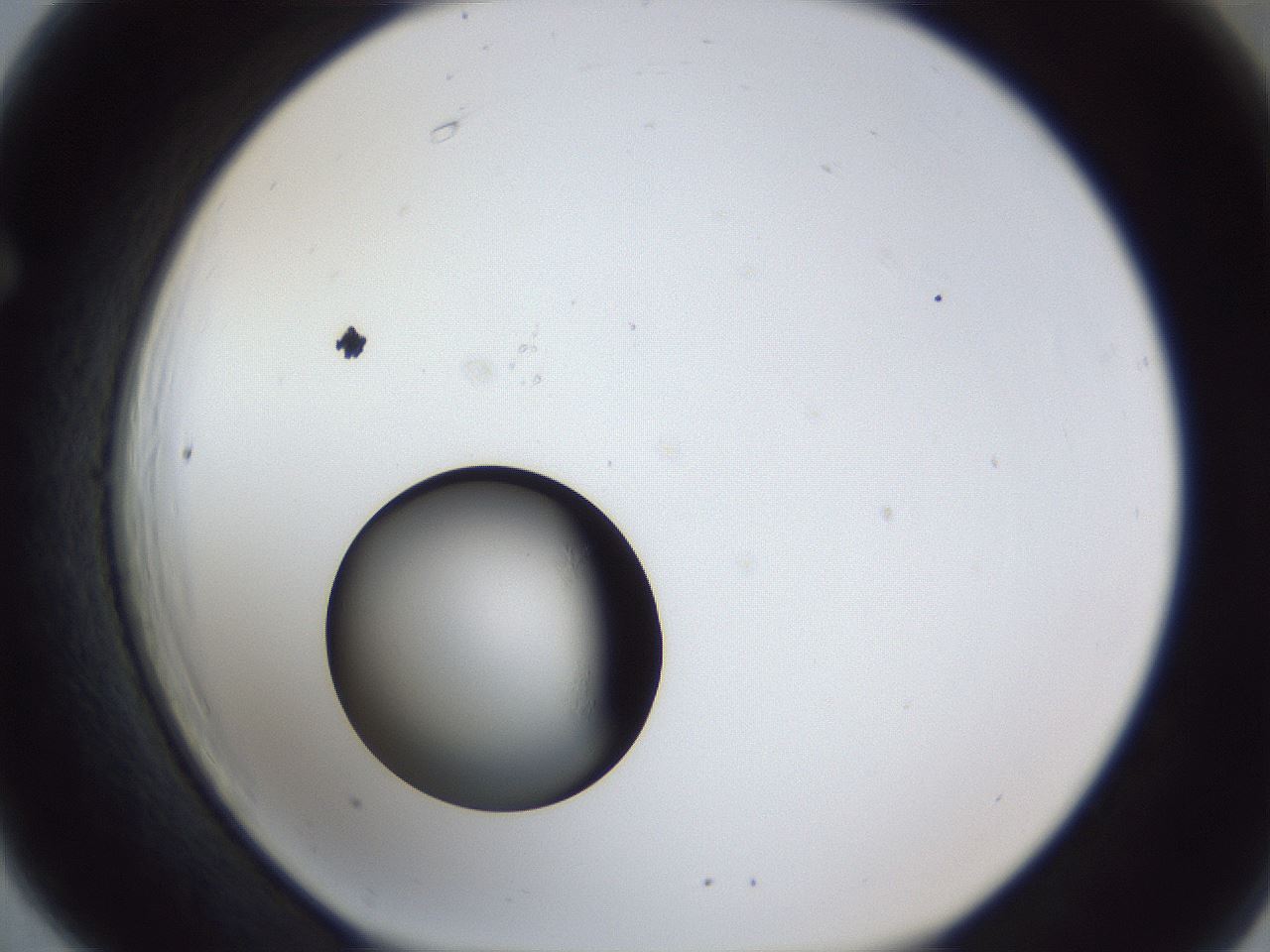 folderID43_plateID1043_batchID2100_wellNum66_profileID1_d1_r46282_ef.jpg