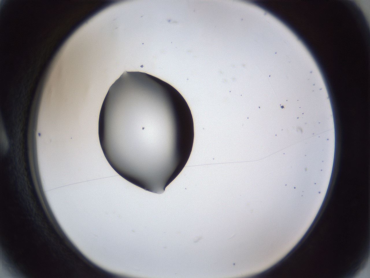 folderID43_plateID1043_batchID2100_wellNum6_profileID1_d1_r46162_ef.jpg