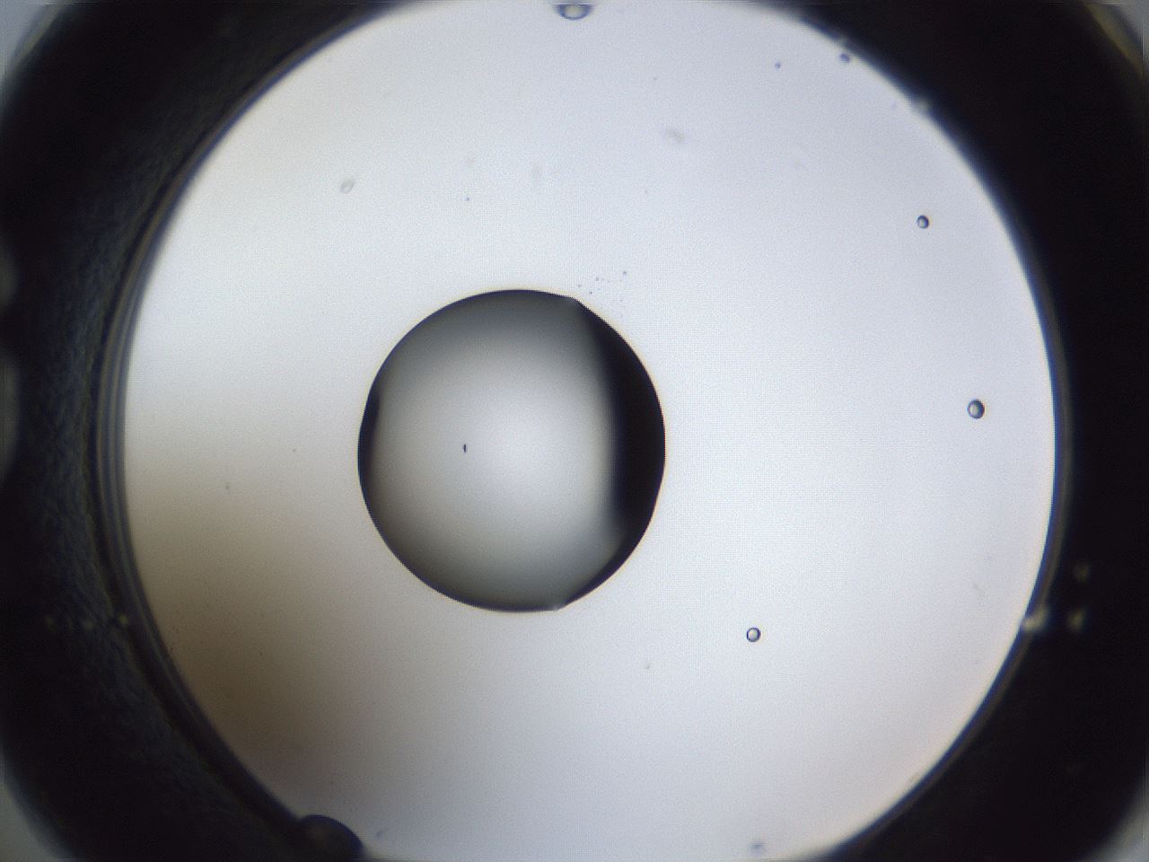 folderID43_plateID1043_batchID2100_wellNum74_profileID1_d1_r46298_ef.jpg