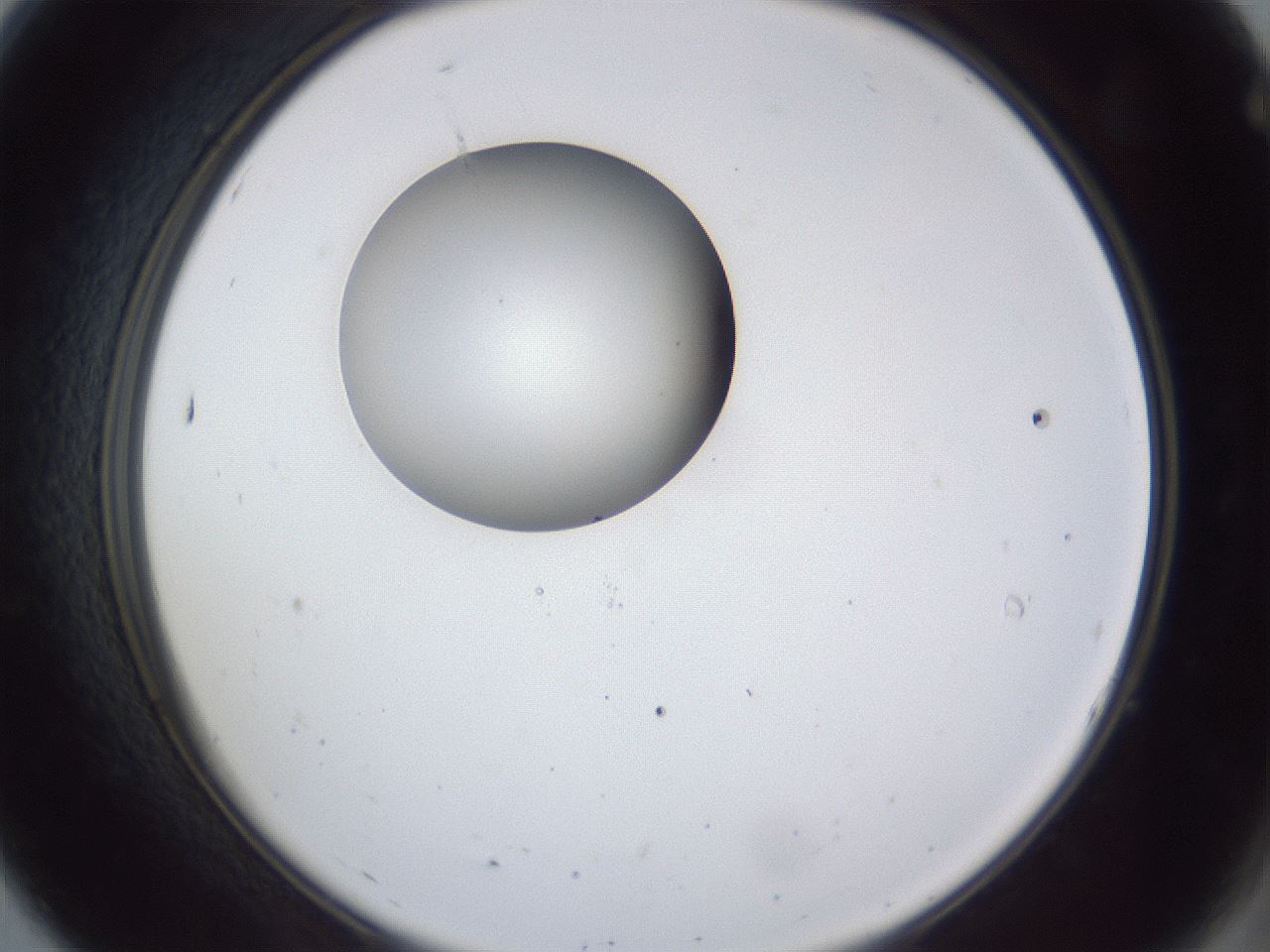 folderID43_plateID1043_batchID2100_wellNum7_profileID1_d2_r46165_ef.jpg