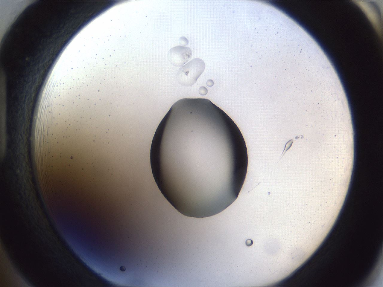 folderID43_plateID1043_batchID2100_wellNum85_profileID1_d1_r46320_ef.jpg