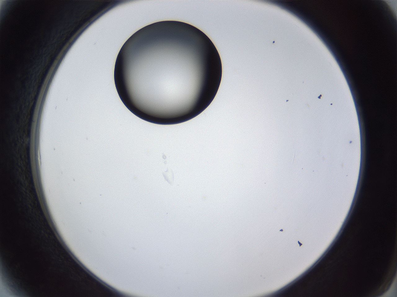 folderID43_plateID1043_batchID2100_wellNum6_profileID1_d2_r46163_ef.jpg