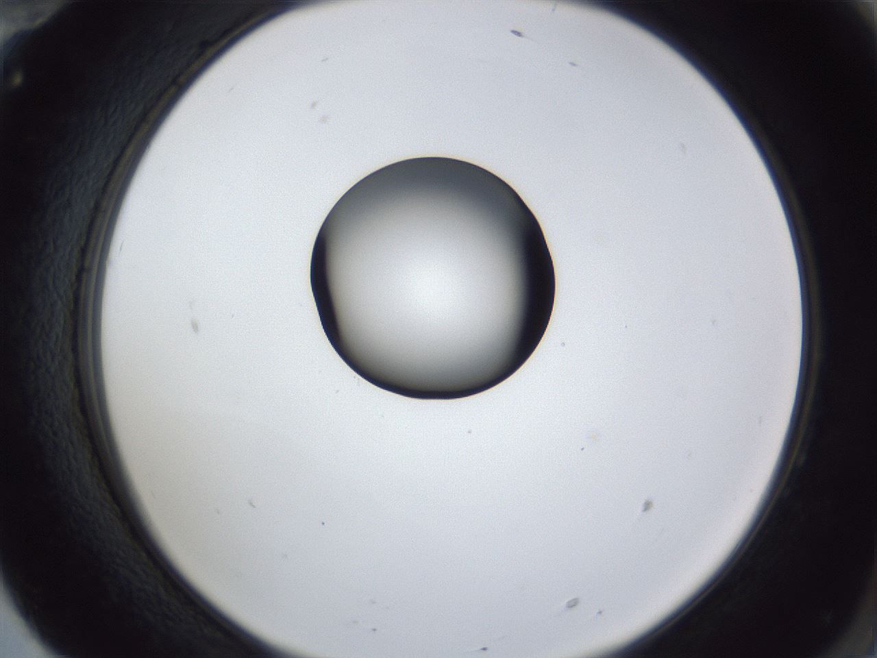 folderID43_plateID1043_batchID2100_wellNum70_profileID1_d2_r46291_ef.jpg