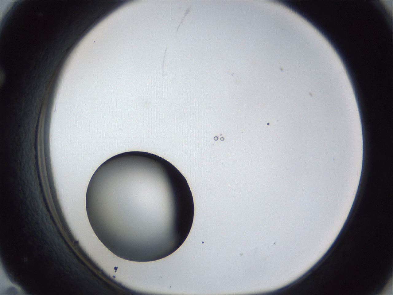 folderID43_plateID1043_batchID2100_wellNum71_profileID1_d1_r46292_ef.jpg
