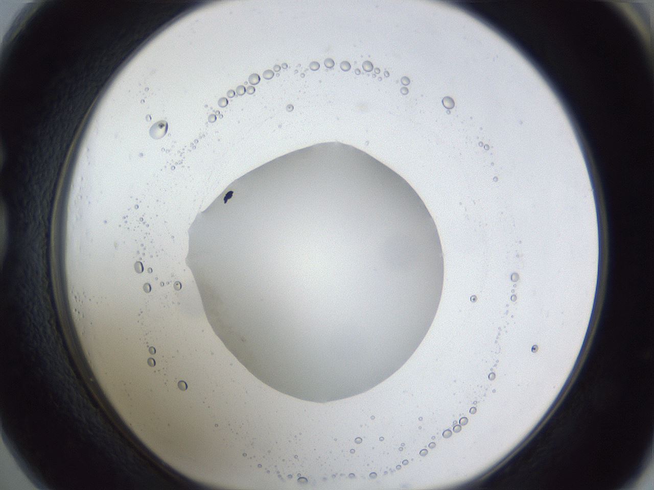 folderID43_plateID1043_batchID2100_wellNum73_profileID1_d1_r46296_ef.jpg