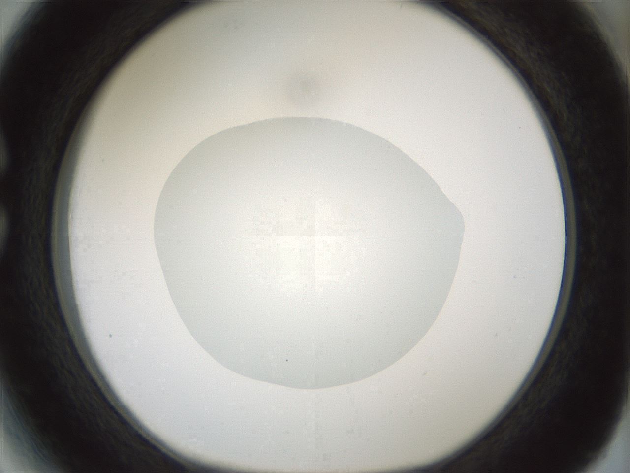 folderID427_plateID1427_batchID5434_wellNum27_profileID1_d1_r88589_ef.jpg