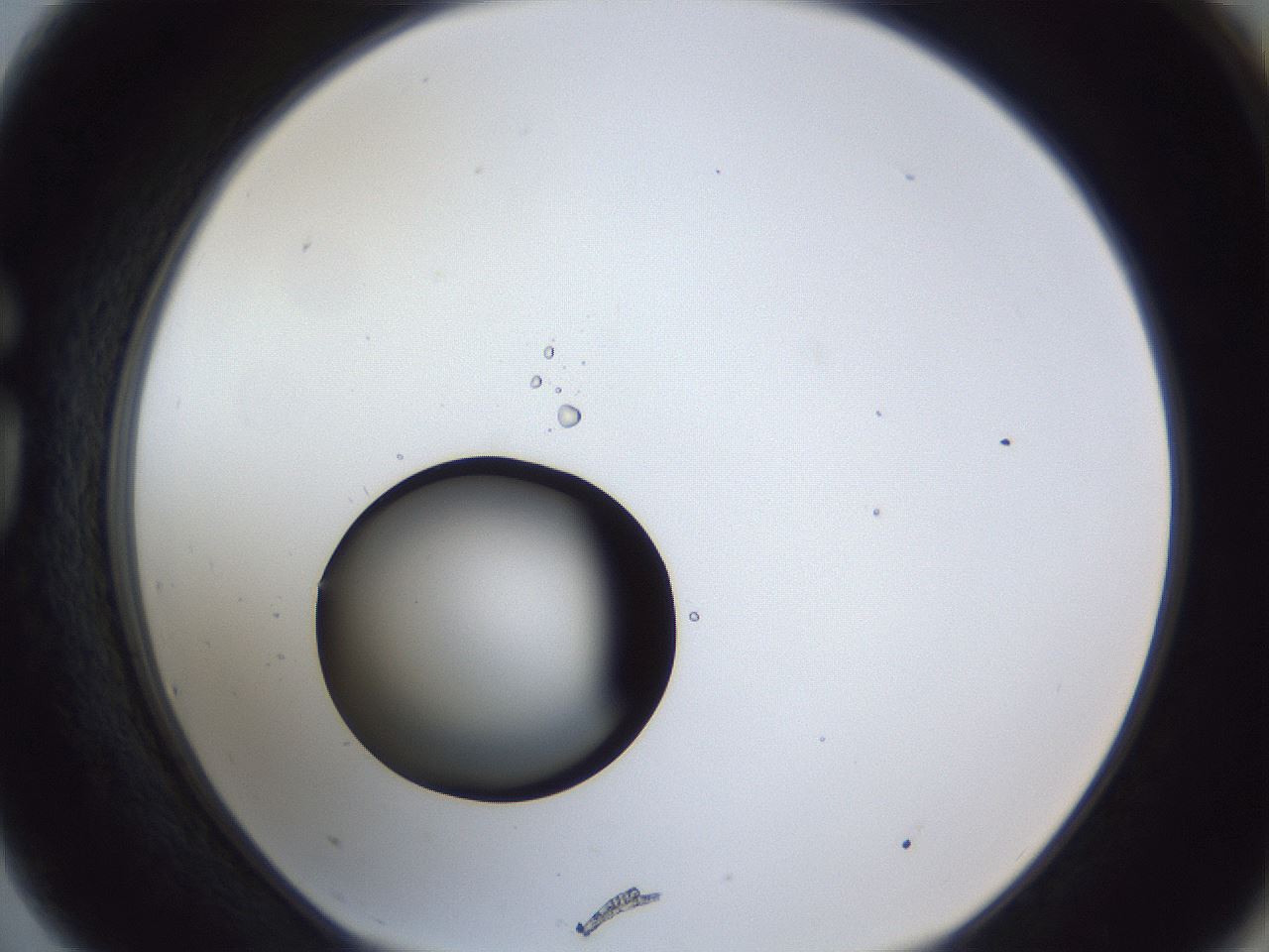 folderID43_plateID1043_batchID2100_wellNum75_profileID1_d1_r46300_ef.jpg