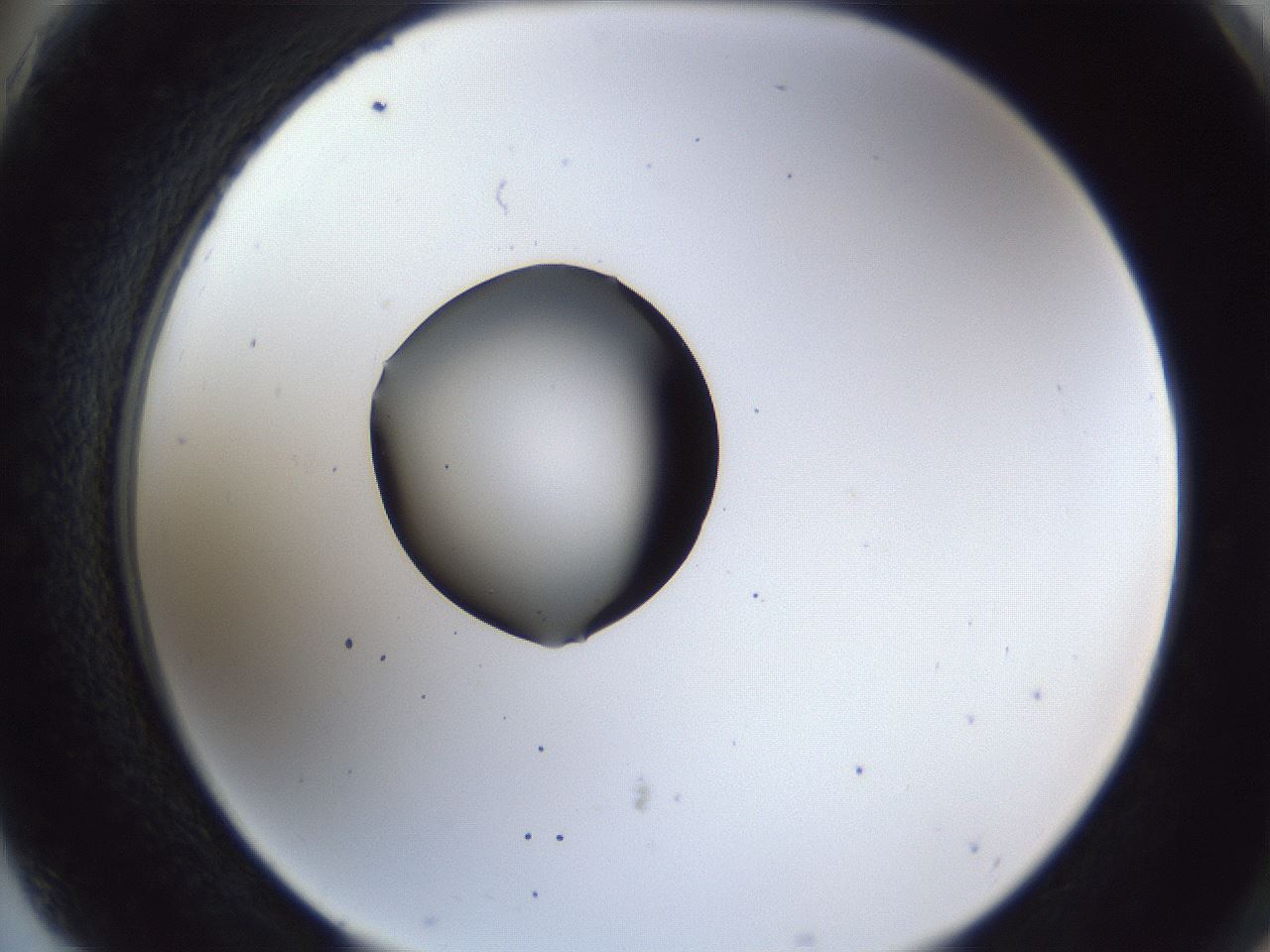 folderID43_plateID1043_batchID2100_wellNum75_profileID1_d2_r46301_ef.jpg