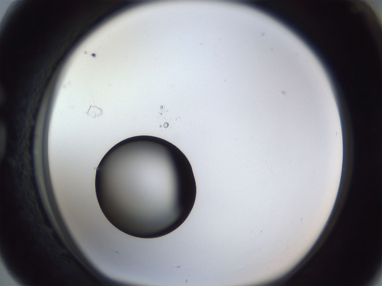 folderID43_plateID1043_batchID2100_wellNum76_profileID1_d1_r46302_ef.jpg