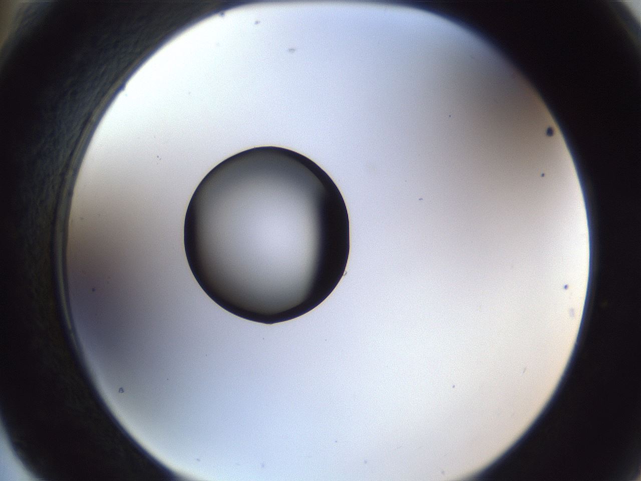 folderID43_plateID1043_batchID2100_wellNum76_profileID1_d2_r46303_ef.jpg