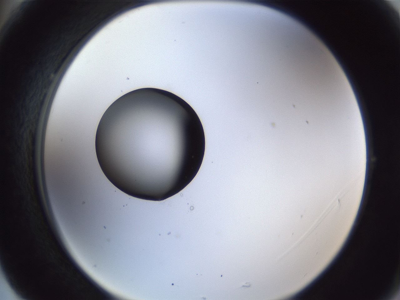 folderID43_plateID1043_batchID2100_wellNum77_profileID1_d2_r46305_ef.jpg