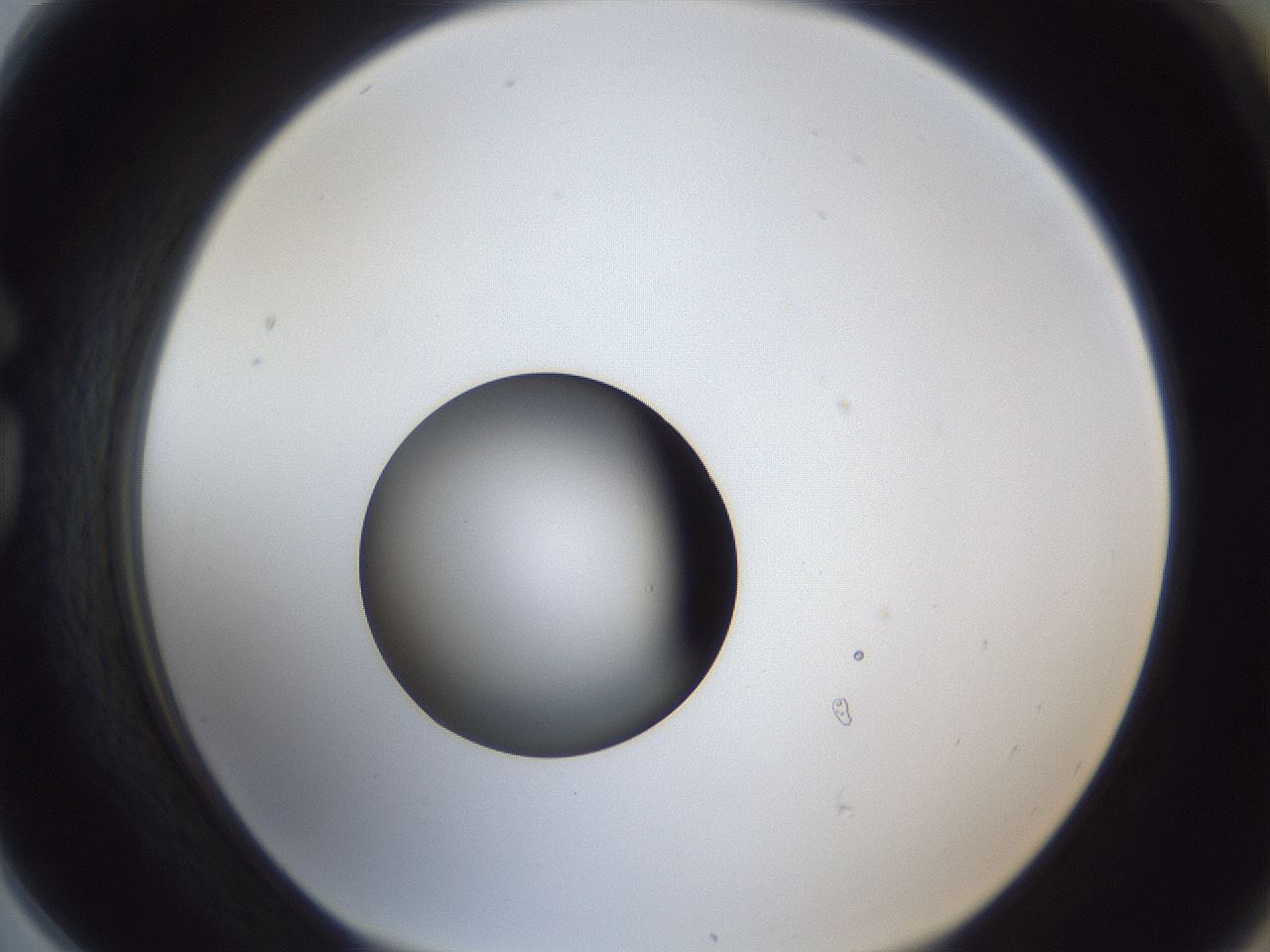 folderID43_plateID1043_batchID2100_wellNum78_profileID1_d1_r46306_ef.jpg