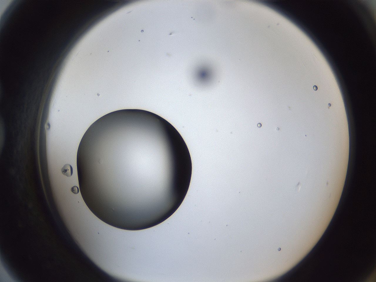 folderID43_plateID1043_batchID2100_wellNum79_profileID1_d1_r46308_ef.jpg