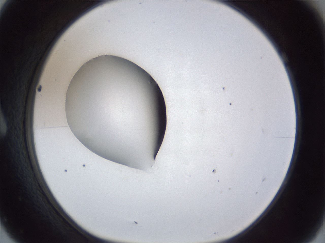 folderID43_plateID1043_batchID2100_wellNum7_profileID1_d1_r46164_ef.jpg